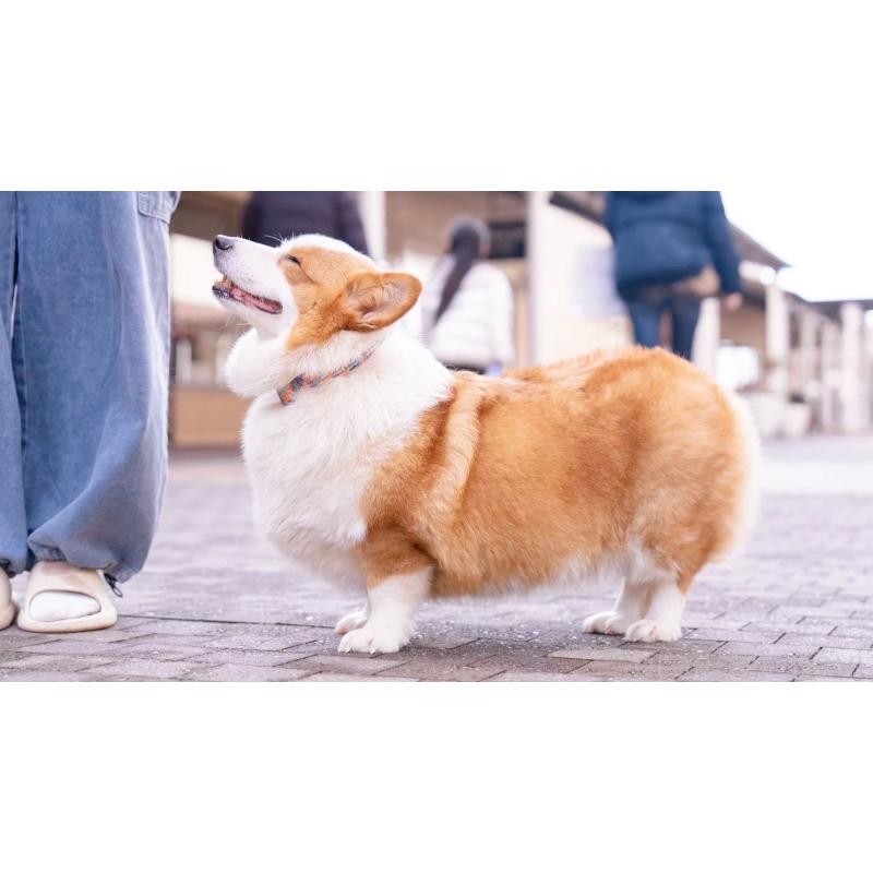 宮本愛華ブリーダーの詳細