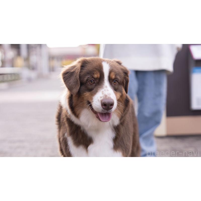 宮本愛華ブリーダーの詳細