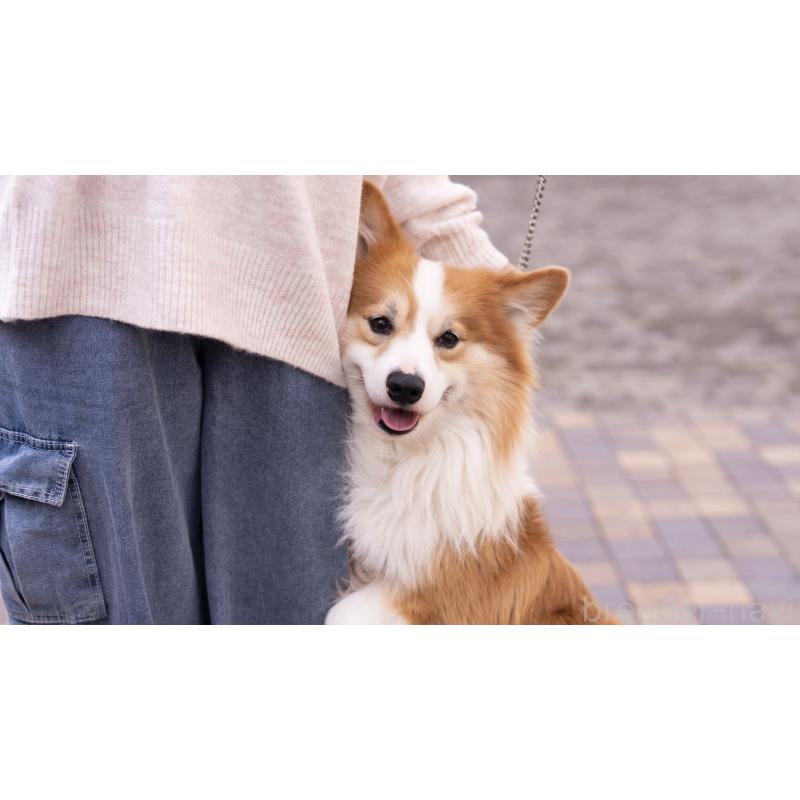 宮本愛華ブリーダーの詳細