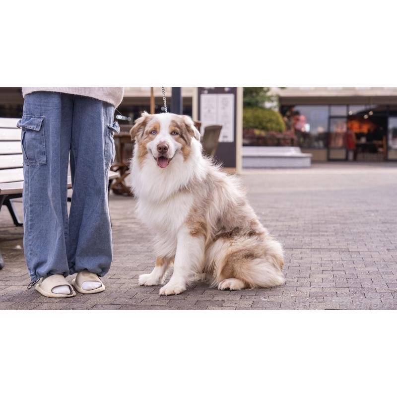 宮本愛華ブリーダーの詳細の1枚目