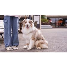 宮本愛華ブリーダー