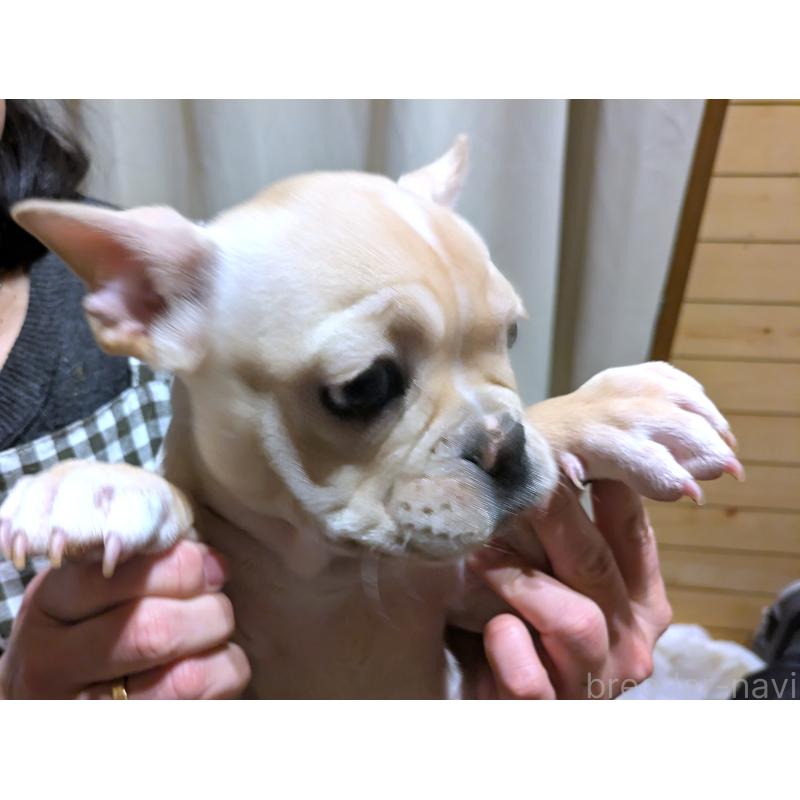 成約済の茨城県のフレンチブルドッグ-428670の4枚目