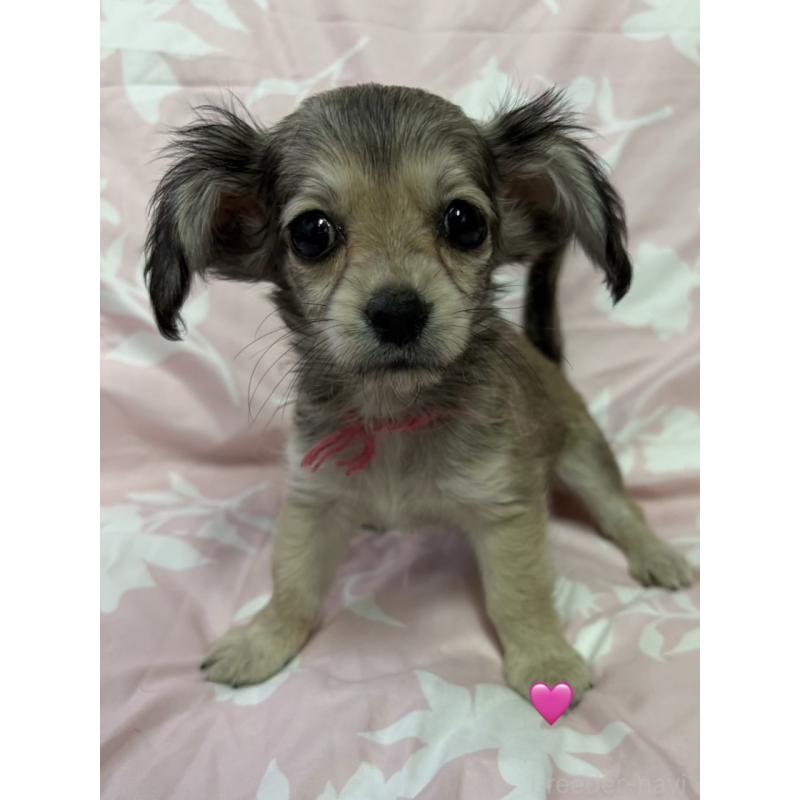 成約済の愛知県のチワックス:チワワ×ミニチュアダックスフンド-430803の3枚目