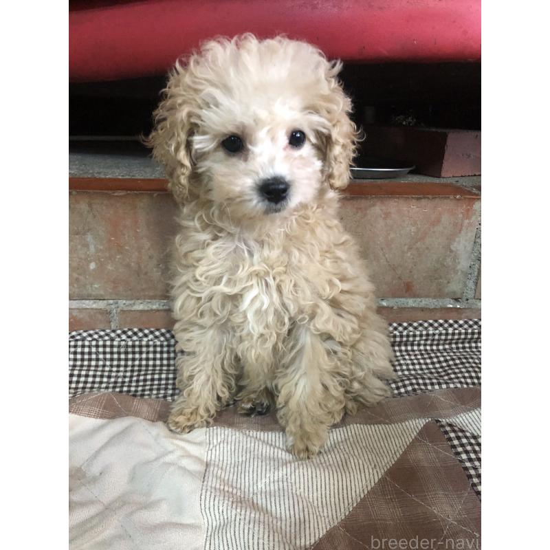 成約済の兵庫県のトイプードル-439039の13枚目