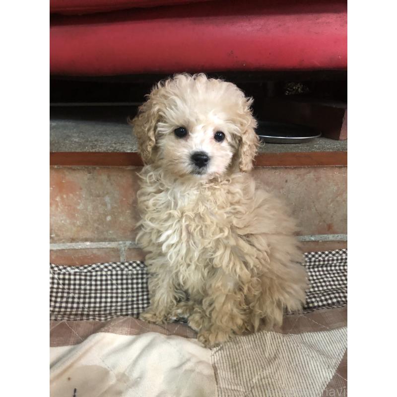 成約済の兵庫県のトイプードル-439039の12枚目