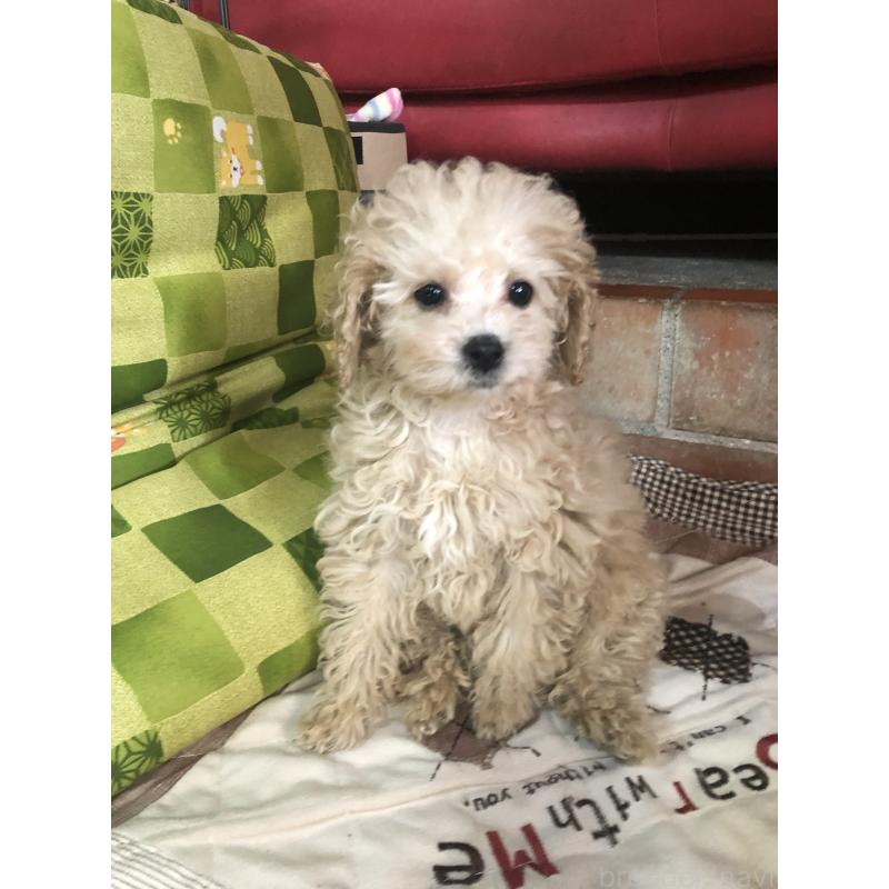 成約済の兵庫県のトイプードル-439039の11枚目