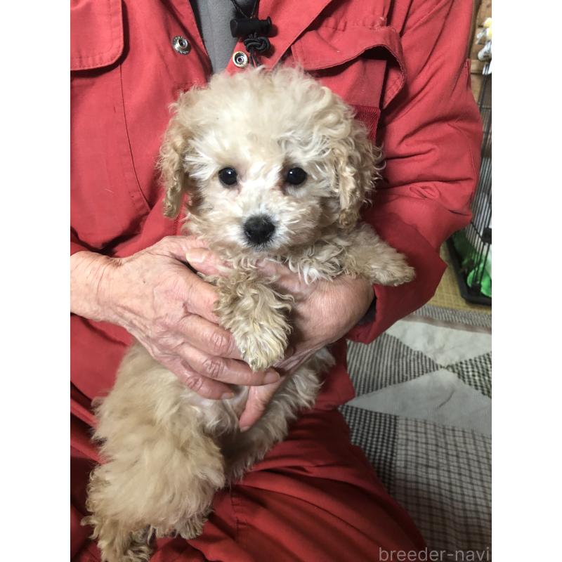 成約済の兵庫県のトイプードル-439039の10枚目