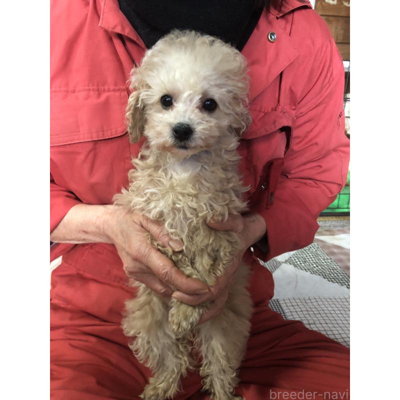 成約済の兵庫県のトイプードル-439039の9枚目