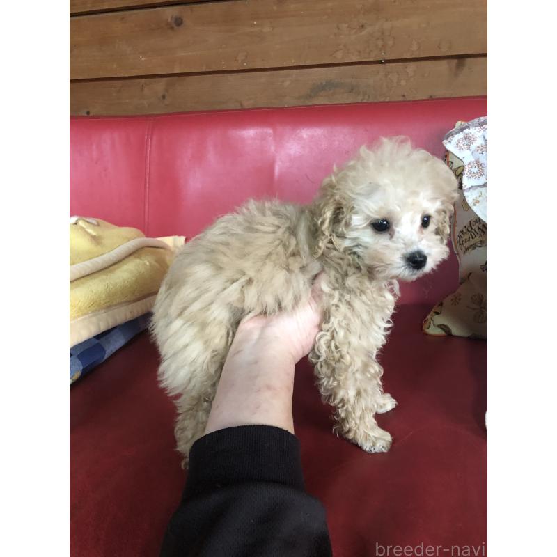 成約済の兵庫県のトイプードル-439039の8枚目