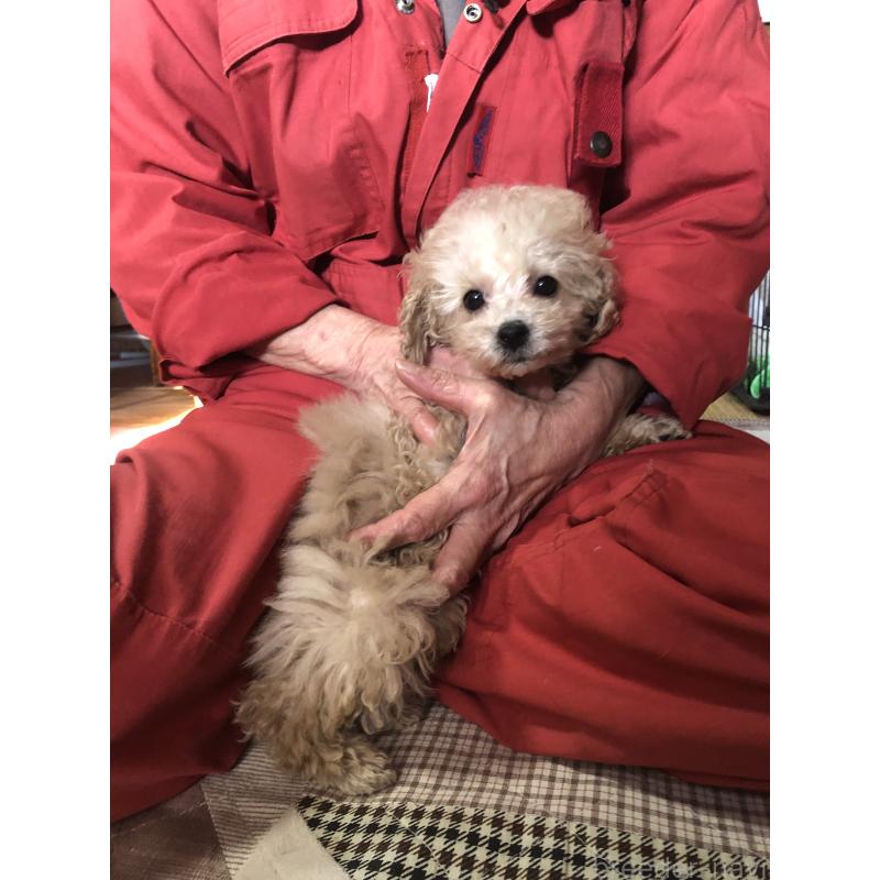 成約済の兵庫県のトイプードル-439039の7枚目