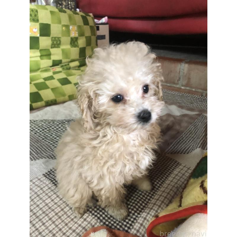 成約済の兵庫県のトイプードル-439039の6枚目