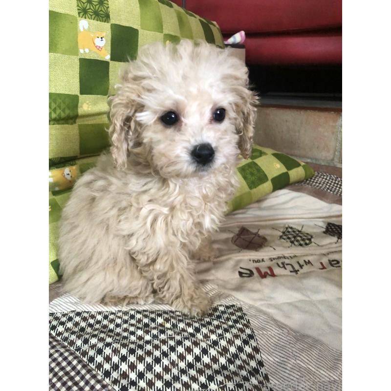 成約済の兵庫県のトイプードル-439039の5枚目