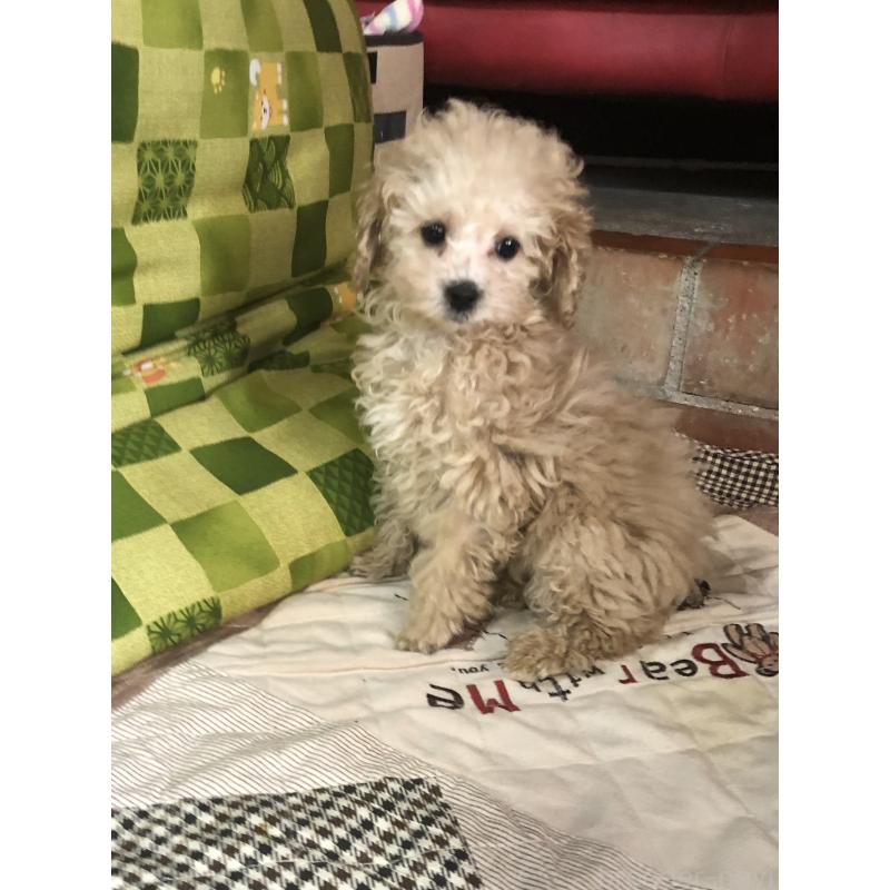 成約済の兵庫県のトイプードル-439039の4枚目