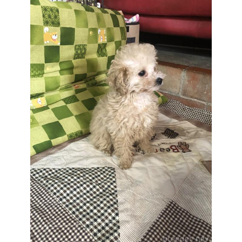 成約済の兵庫県のトイプードル-439039の3枚目