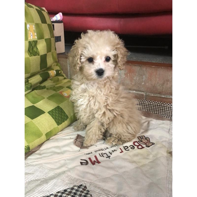 成約済の兵庫県のトイプードル-439039の2枚目