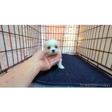 ♀︎マルチーズ