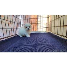 ♀︎マルチーズ