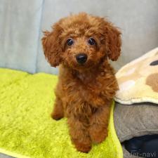 ♀︎ティーカッププードル