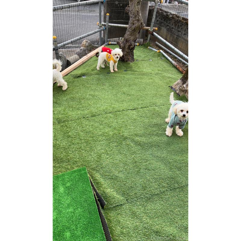 生城義文ブリーダーの詳細