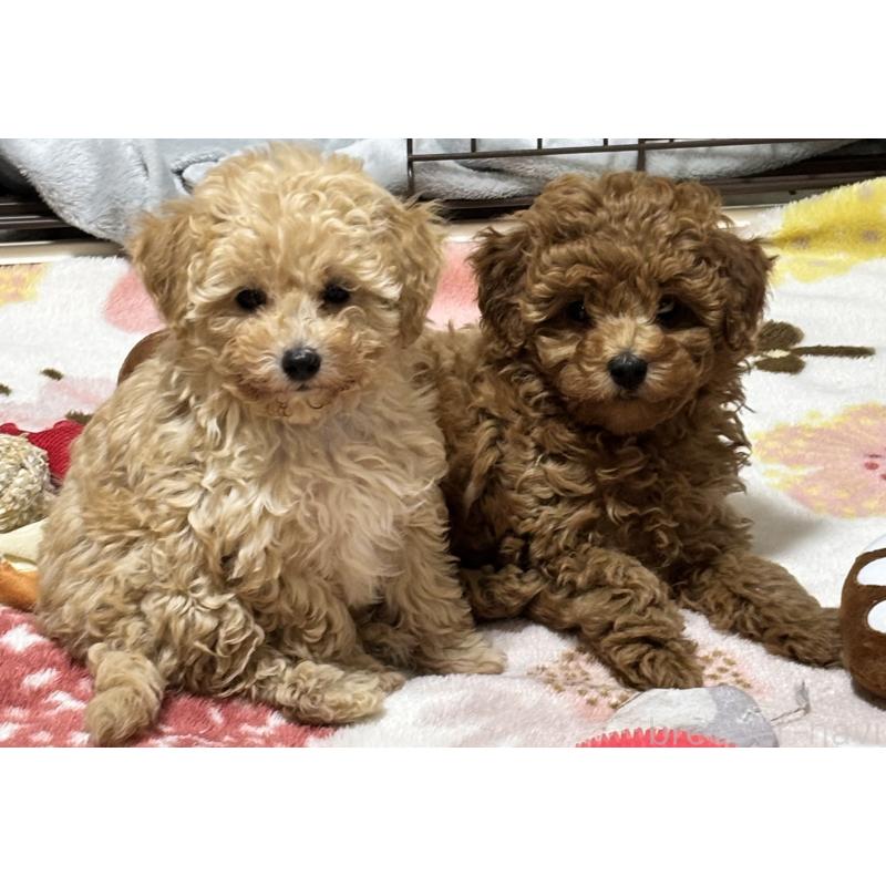 生城義文ブリーダーの詳細