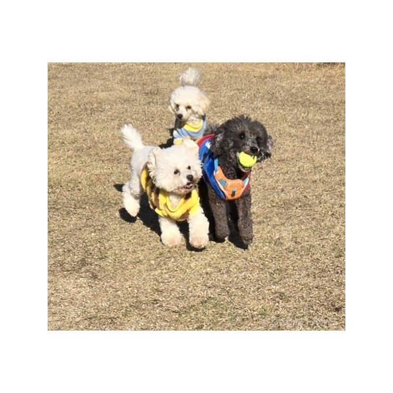 生城義文ブリーダーの詳細