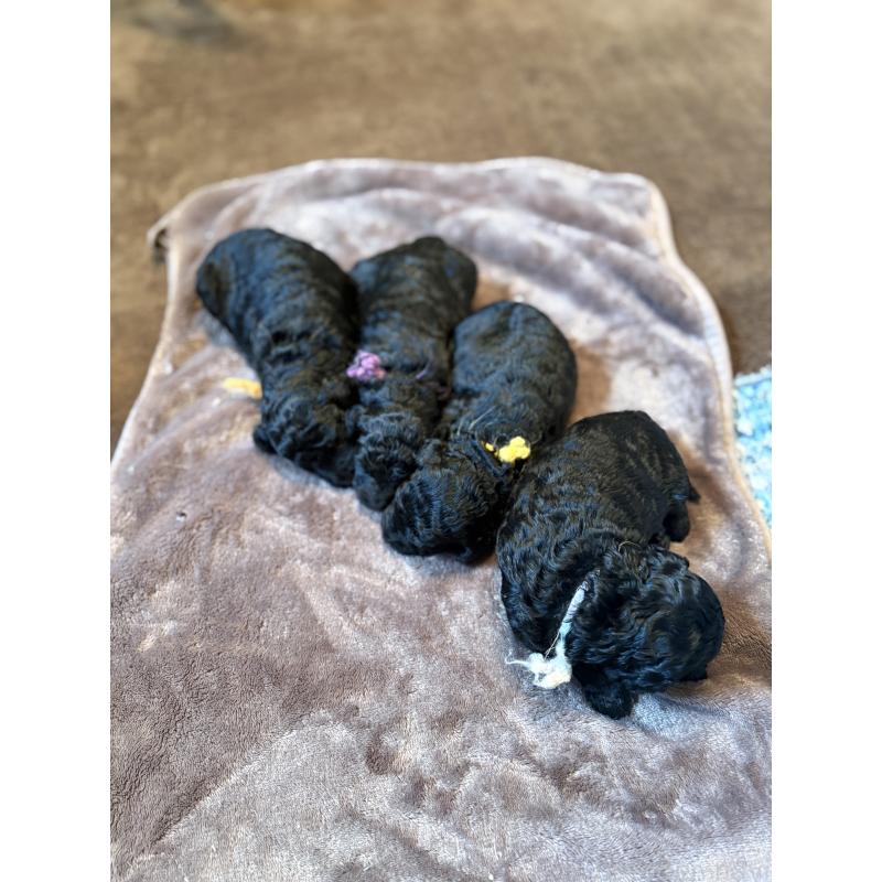 成約済の東京都のミディアムプードル-438626の2枚目