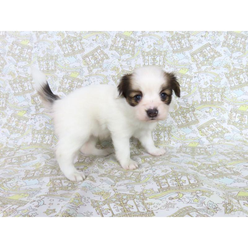 成約済の千葉県のパピヨン-439307の7枚目