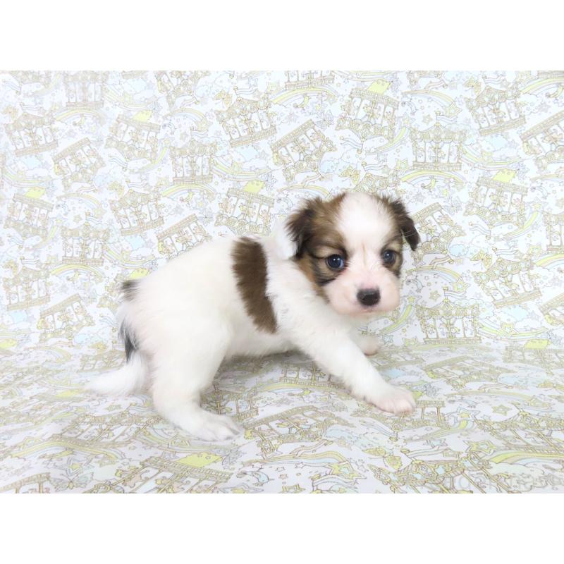 成約済の千葉県のパピヨン-439312の9枚目