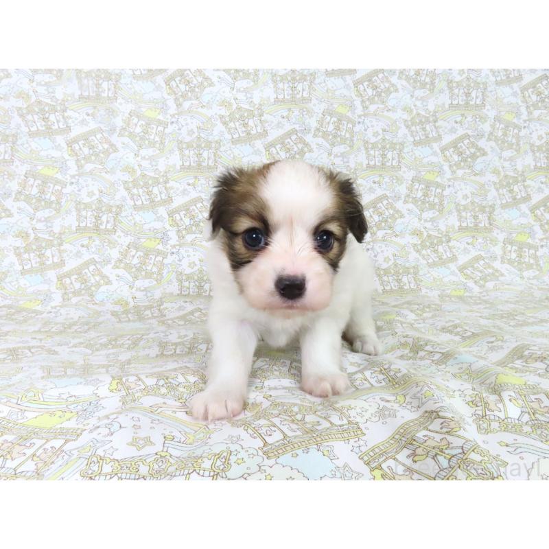 成約済の千葉県のパピヨン-439312の7枚目