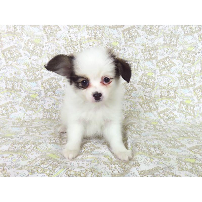 成約済の千葉県のパピヨン-436933の4枚目