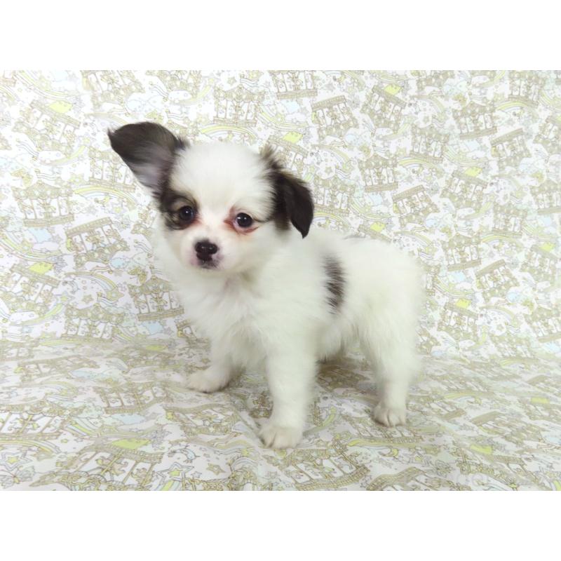 成約済の千葉県のパピヨン-436933の3枚目