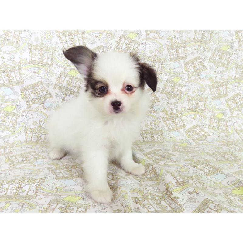 成約済の千葉県のパピヨン-436933の2枚目