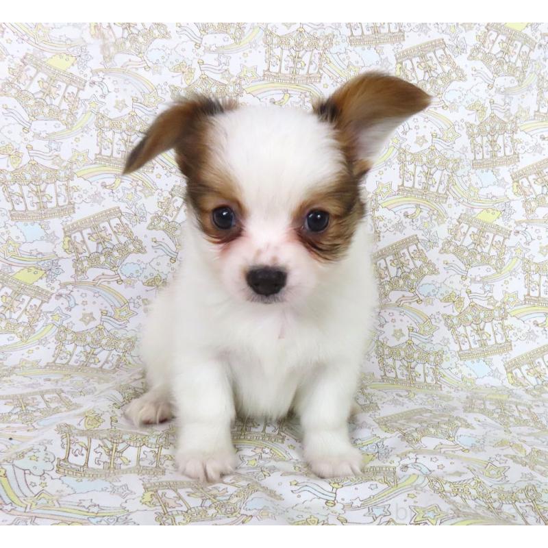 成約済の千葉県のパピヨン-436929の4枚目