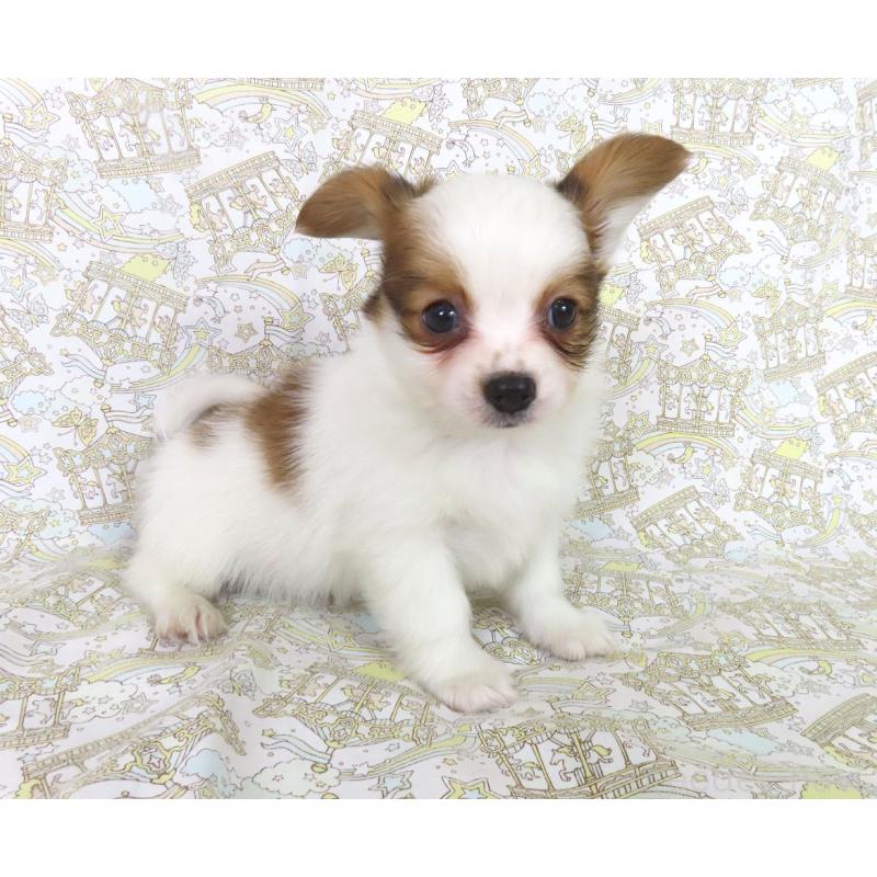 成約済の千葉県のパピヨン-436929の3枚目