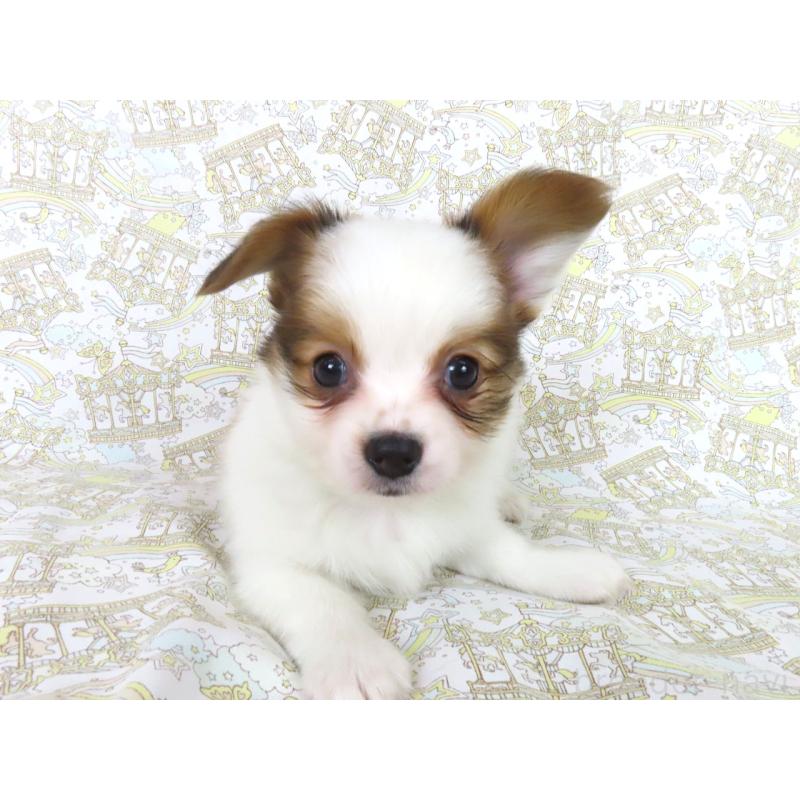 成約済の千葉県のパピヨン-436929の2枚目