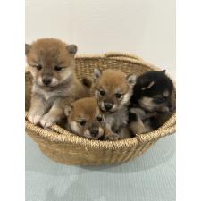 長岡朱里ブリーダー