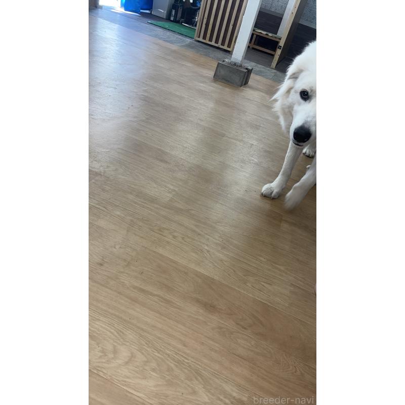 山部奈美ブリーダーの詳細