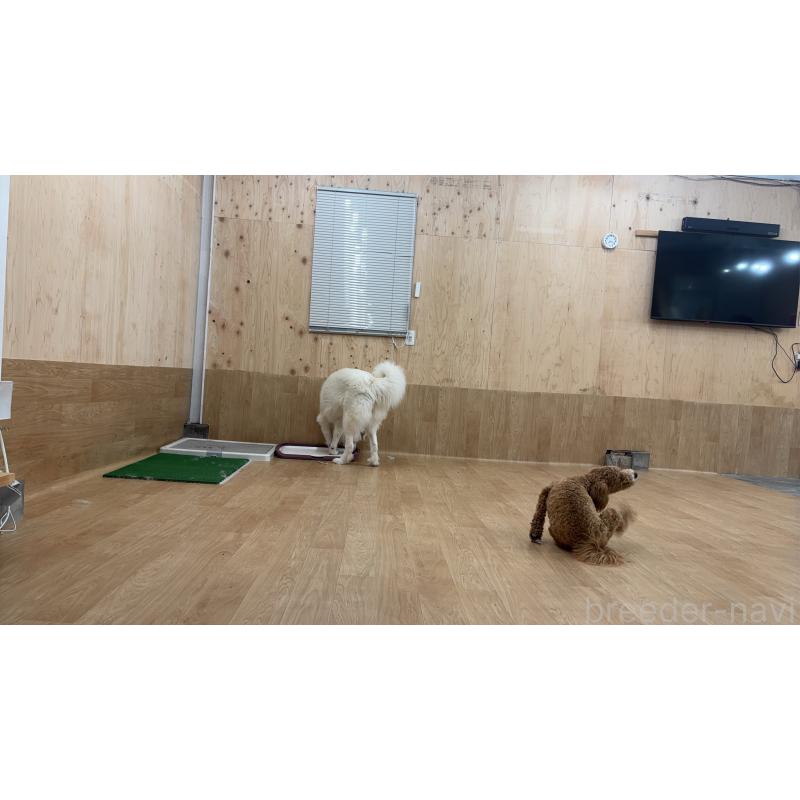 山部奈美ブリーダーの詳細