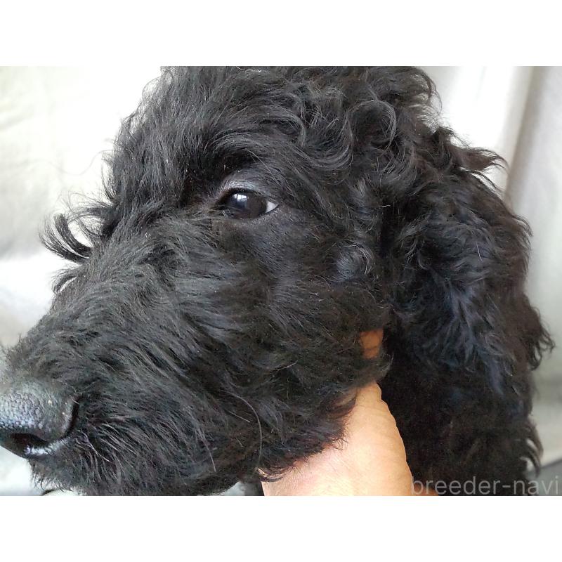 成約済の兵庫県のゴールデンドゥードル:ゴールデンレトリーバー×プードル-428076の3枚目