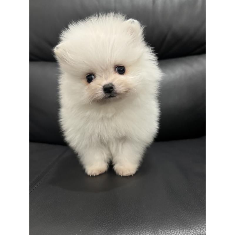 成約済の埼玉県のポメラニアン-439413の3枚目