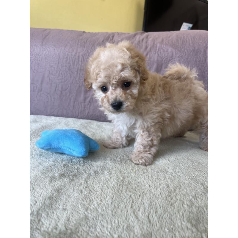 成約済の茨城県のビションプー:ビションフリーゼ×トイプードル-438216の3枚目