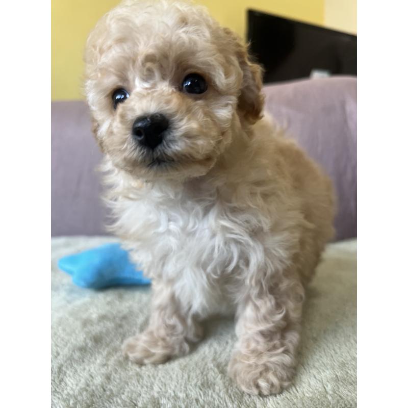 成約済の茨城県のビションプー:ビションフリーゼ×トイプードル-438216の2枚目