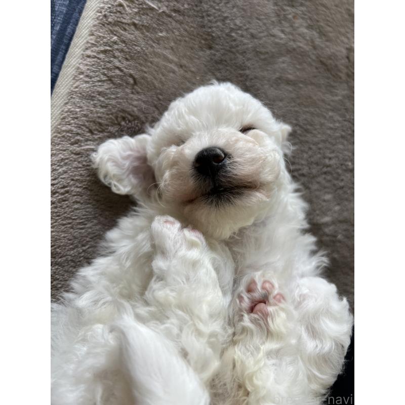 成約済の茨城県のビションフリーゼ-438200の2枚目