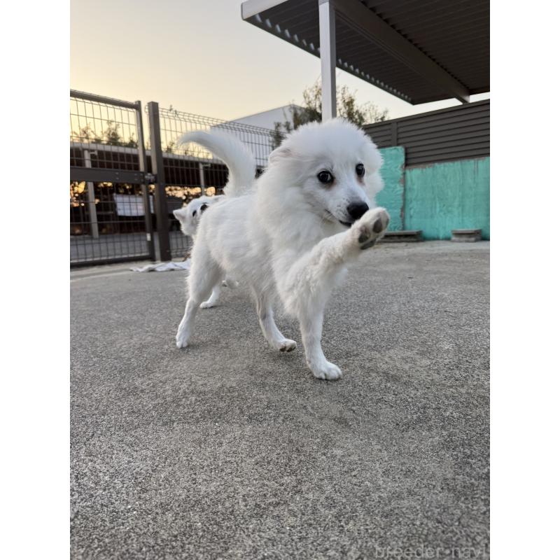 成約済の静岡県の日本スピッツ-423659の4枚目