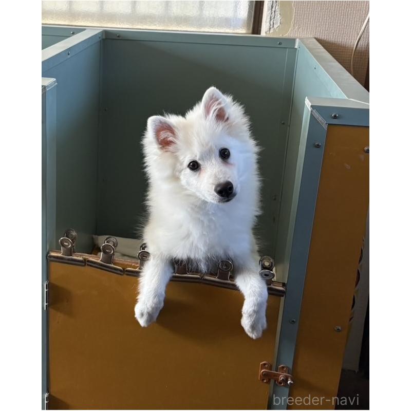 成約済の静岡県の日本スピッツ-423659の3枚目