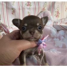 ♀︎チワワ(スムースコート)