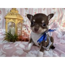 ♀︎チワワ(スムースコート)