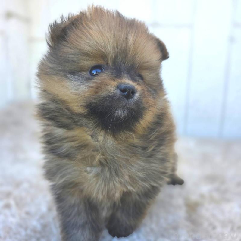 成約済の茨城県のポメラニアン-439501の21枚目