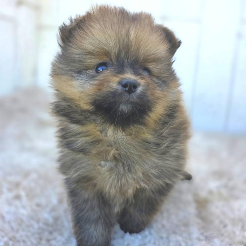 成約済の茨城県のポメラニアン-439501の20枚目