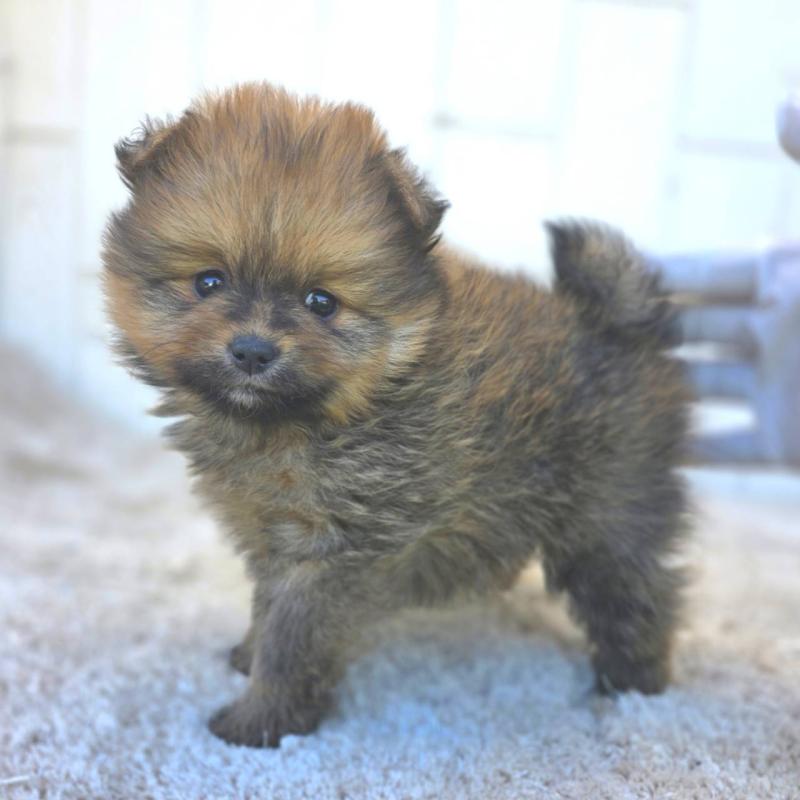 成約済の茨城県のポメラニアン-439501の19枚目